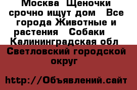 Москва! Щеночки срочно ищут дом - Все города Животные и растения » Собаки   . Калининградская обл.,Светловский городской округ 